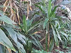 A group of D. aletriformis in dune vegetation.