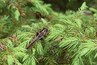 Chalk-fronted corporal dragonfly in June at the Ridges