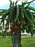 Pitaya "tree"