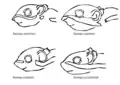 Drawings of differences in Asiatic striped squirrel species - close-up of the head region in lateral view