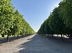 An allée in the palace park