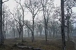 Tropical dry deciduous forests in southern India in the Mudumalai Tiger Reserve