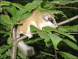 Brown and white dormouse