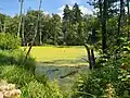 Duckweed-covered pond near Chodzież, Poland