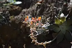 Detail of the inflorescence