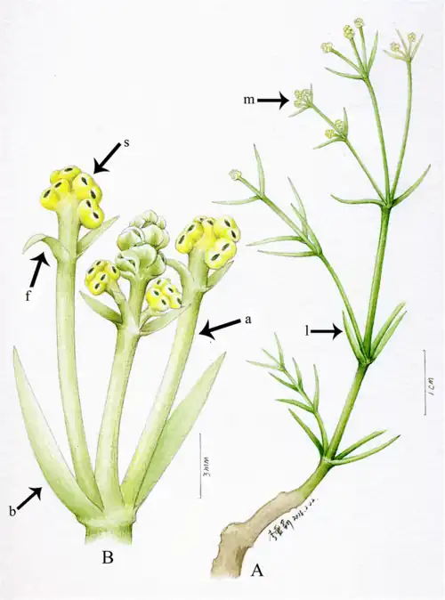 Eamesia, showing male cone (B)