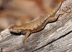 Eastern fence lizard (Sceloporus undulatus)