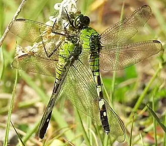 Female eastern pondhawk eating a young male