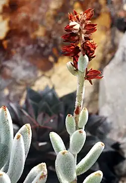Echeveria pulvinata var. leucotricha