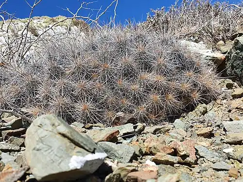 Habitat in Magdalena, Baja California Sur, Mexico
