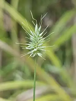 A grass centred in the photo with long tufts