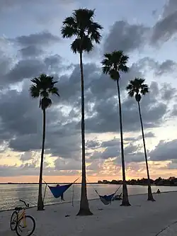 Eckerd College South Beach at sunset with a yellow bike in the foreground and hammocks between the trees.