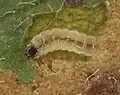 Larva