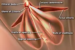 The sub-areas of the clitoris—areas include clitoral glans, body, crura. The vestibular bulbs and corpora cavernosa are also shown.