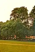 Wych, The Meadows, Edinburgh, 1989