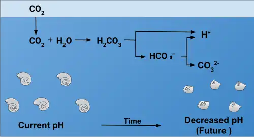 Shells of pteropods dissolve in increasingly acidic conditions caused by increased amounts of atmospheric CO2.