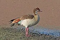 Grey goose near some water