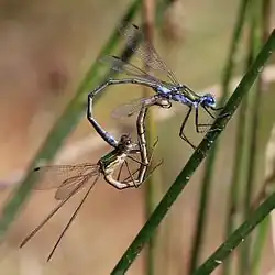 Mating