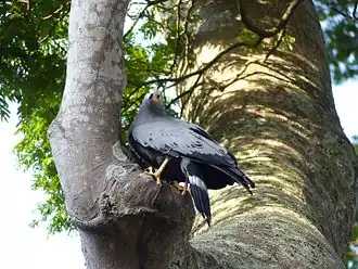 African harrier hawk (Polyboroides typus) in Botanical Gardens, Entebbe, Uganda