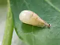 Pupa