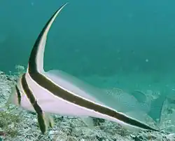 The jack-knifefish has a strongly disruptive pattern on body and through the eye.