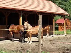 Međimurje horse stud farm in the nearby village of Žabnik