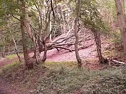 The woods on the ascent to Eston Nab