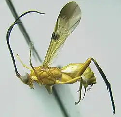 Photograph of a pinned Euagathis specimen