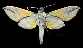 Male ventral view