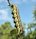 Larva, multi-colored variation