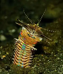 The predatory bobbit worm