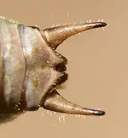 Male, detail on cerci