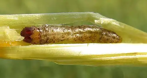 Caterpillar of European corn borer in maize