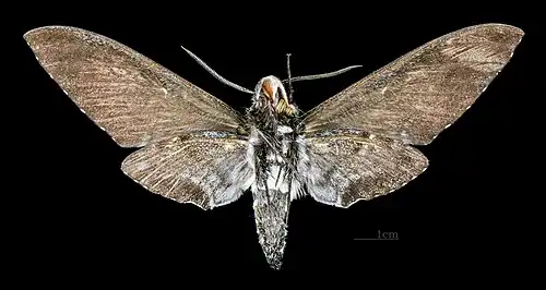 Euryglottis dognini female, ventral