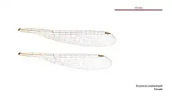 Female wings