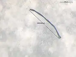 640 μm microplastic found in the deep sea amphipod Eurythenes plasticus