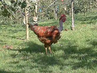 The Lepasoila variety