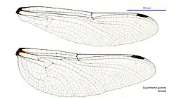 Female wings