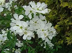 E. × macrantha 'The bride', flowers