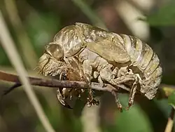 Exuvia of Cicada orni