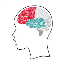Image of the frontal and temporal lobes of the brain.