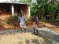 Farm workers spreading out Vengurla cashews in the Sun for drying