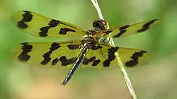 Female showing wing pattern