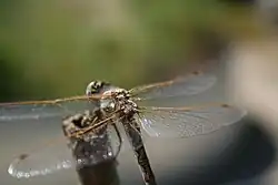 An up close view of where the wings connect to the thorax of a female variegated meadowhawk.