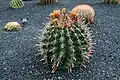 Plant growing in the Jardin de Cactus in Guatiza on Lanzarote, The Canary Islands, Spain
