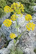Ferula tingitana: a possible identity for silphium