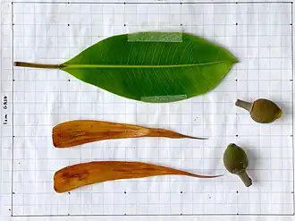 Leaf, stipules, fruit