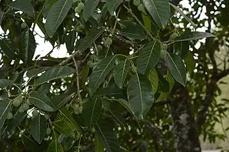 Foliage and fruit