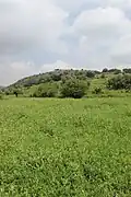 Green fields below hill of Kafr 'Inan