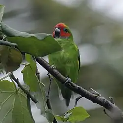 Male C. d. marshalli